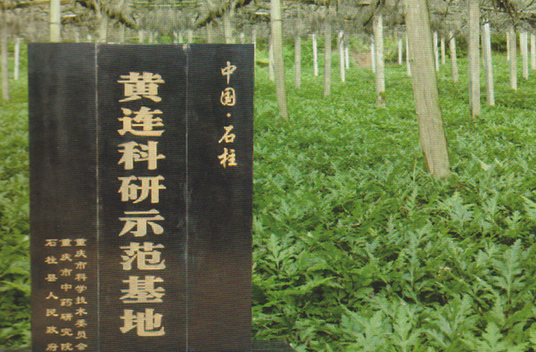 基地建設 基地建設