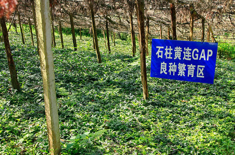 基地建設 基地建設