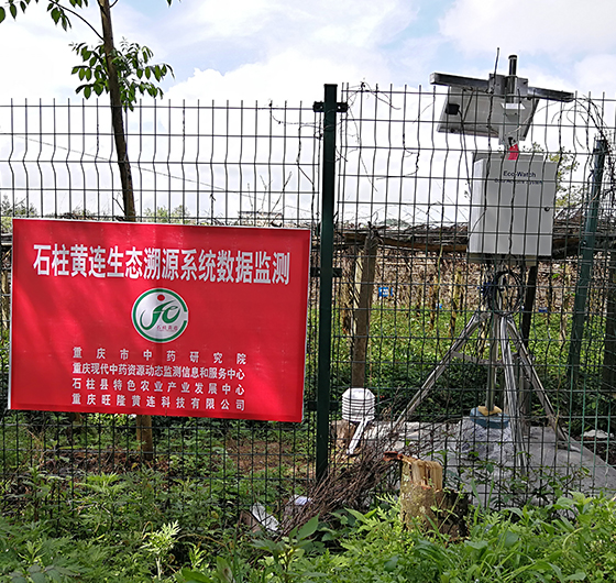 黃連産(chǎn)品 黃連産(chǎn)品
