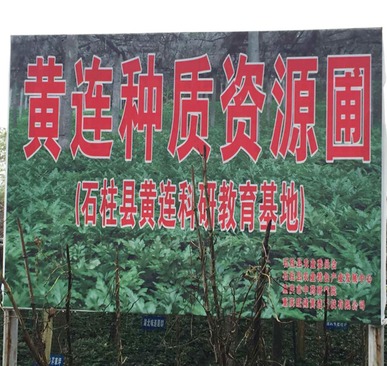 黃連産(chǎn)品 黃連産(chǎn)品